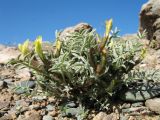 genus Astragalus