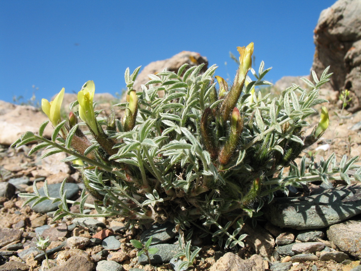 Изображение особи род Astragalus.