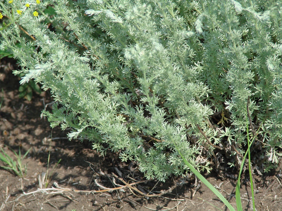 Image of Artemisia frigida specimen.