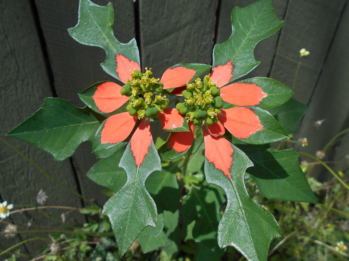 Image of Euphorbia cyathophora specimen.