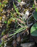 Poa malacantha