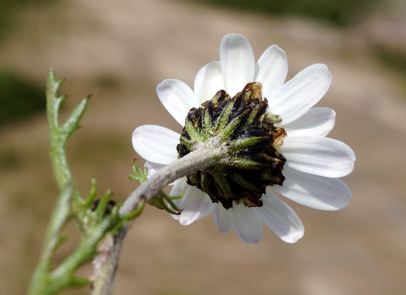 Image of Chrysanthemum mongolicum specimen.