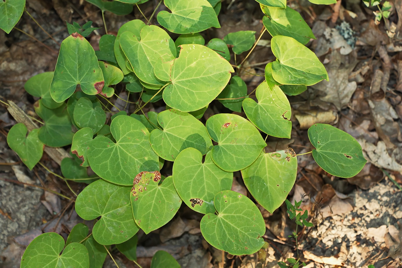 Image of Epimedium colchicum specimen.