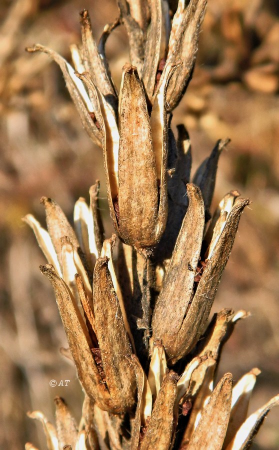 Изображение особи род Oenothera.