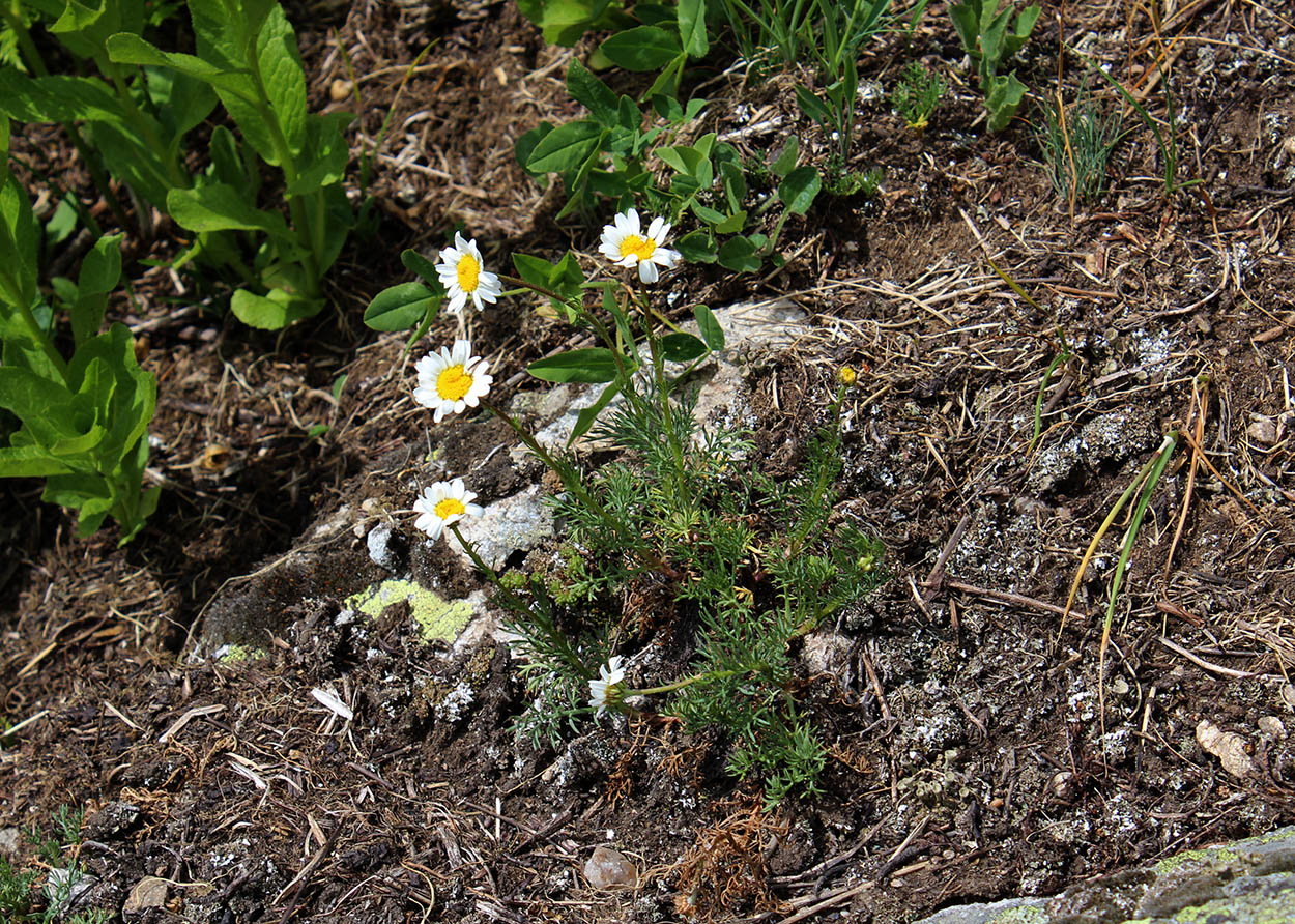 Изображение особи Tripleurospermum caucasicum.