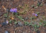 Vicia macrantha