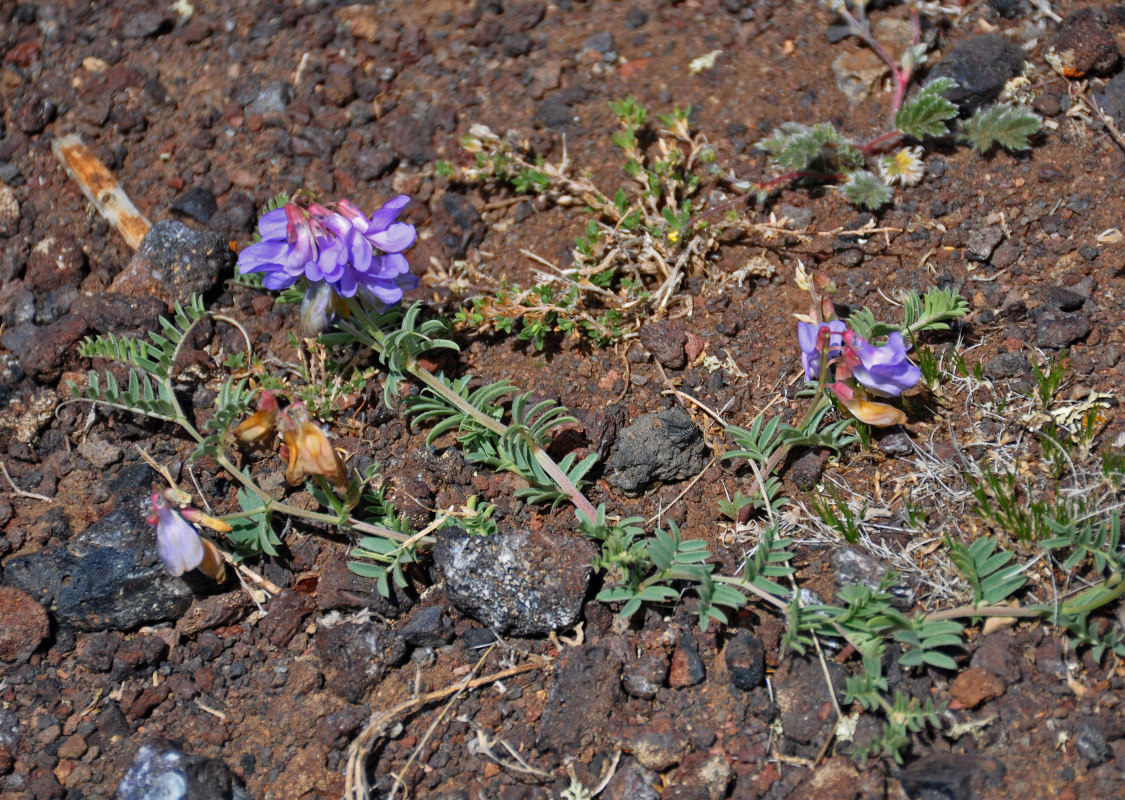 Image of Vicia macrantha specimen.