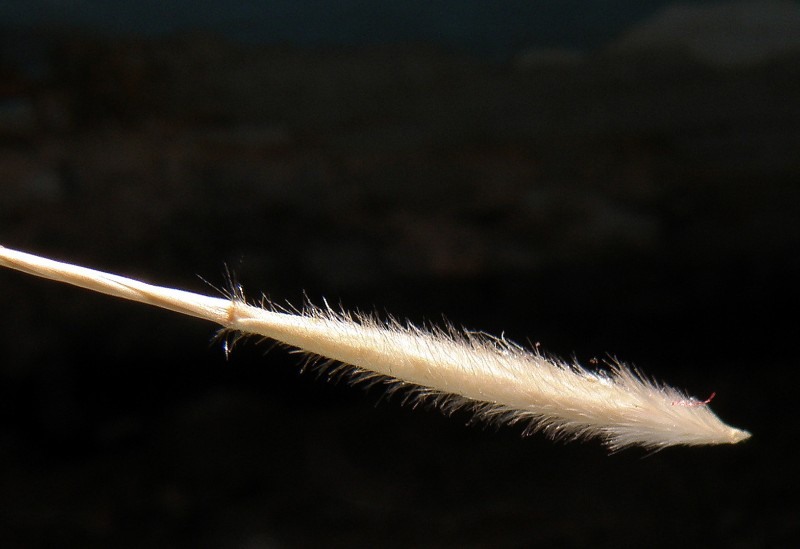 Image of Stipa lessingiana specimen.