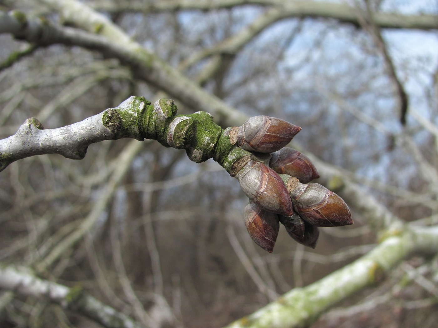 Image of Populus alba specimen.