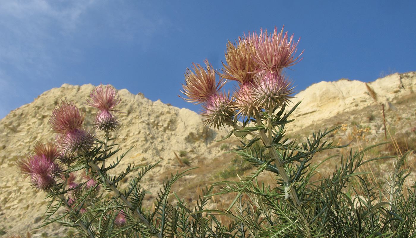 Image of Lamyra echinocephala specimen.