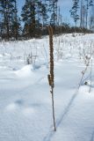 Verbascum thapsus. Сухое плодоносящее растение. Псковская обл., Опочецкий р-н, 393 км шоссе М20, старая залежь, у края грунтовой дороги. 25.02.2018.