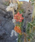 род Caiophora. Цветок. Боливия, солар Уюни, остров Пескадо. 17 марта 2014 г.