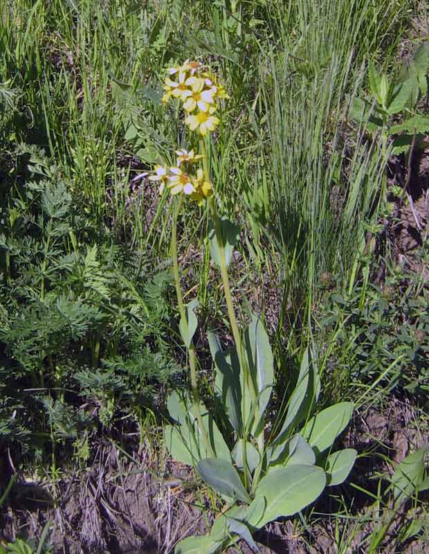 Изображение особи Ligularia alpigena.