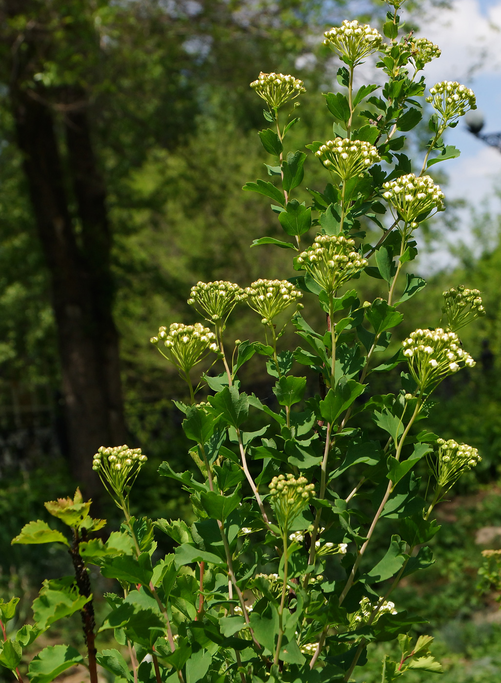 Изображение особи Spiraea trilobata.