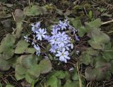 Hepatica nobilis. Цветущее растение. Ленинградская обл., Волосовский р-н, памятник природы \"Истоки реки Оредеж в урочище Донцо\", мелколиственный лес на побережье затопленного карьера. 27 апреля 2018 г.