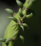 Opuntia cochenillifera