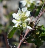 Amelanchier ovalis