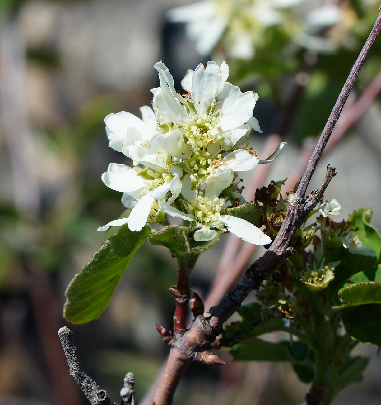 Изображение особи Amelanchier ovalis.