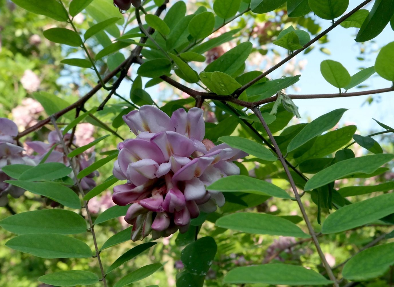 Image of genus Robinia specimen.