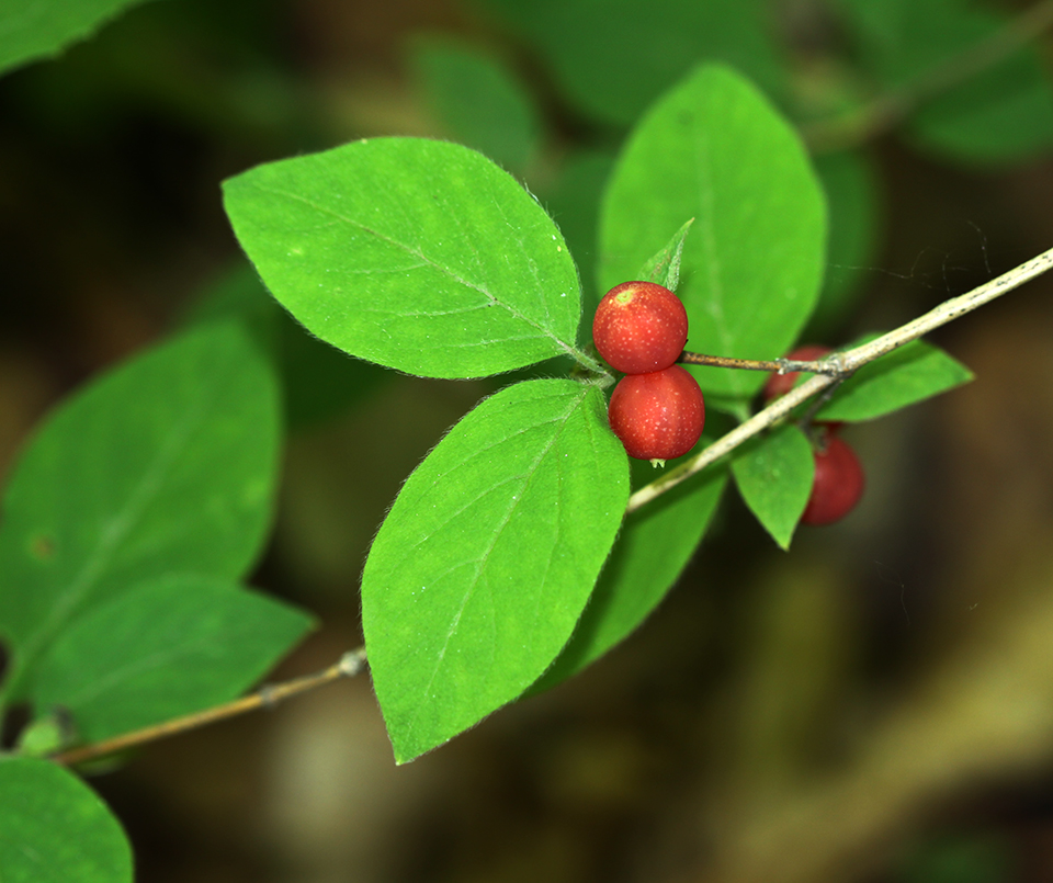 Image of Lonicera praeflorens specimen.