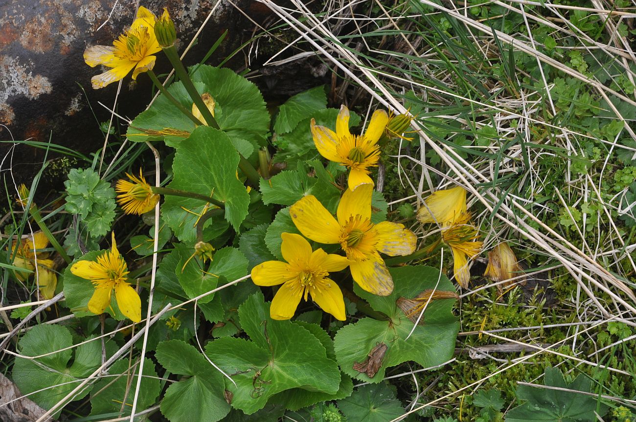 Изображение особи Caltha polypetala.