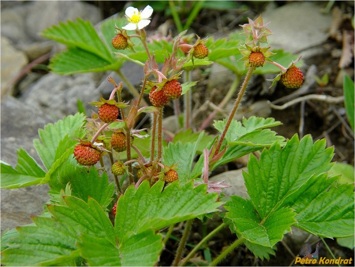 Изображение особи Fragaria vesca.