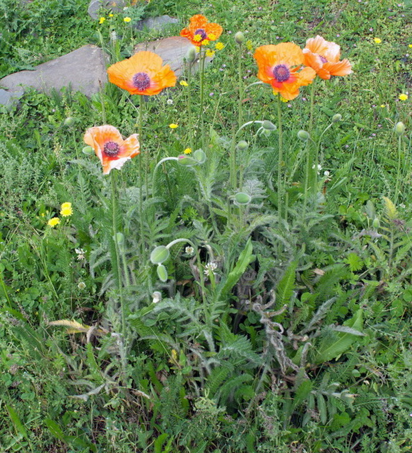 Изображение особи Papaver orientale.