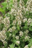 Nepeta cataria