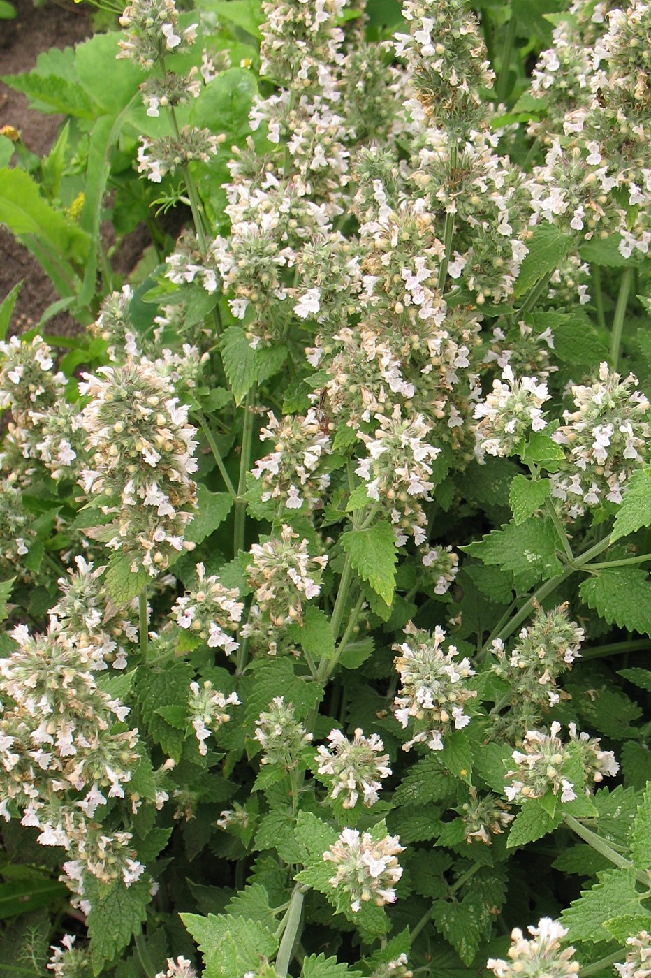 Image of Nepeta cataria specimen.