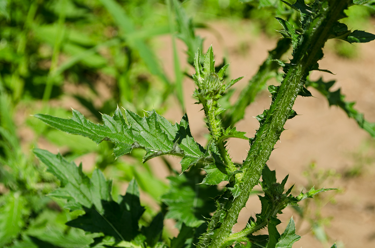 Изображение особи Carduus crispus.