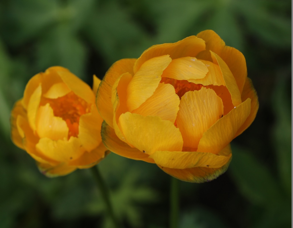 Изображение особи Trollius apertus.