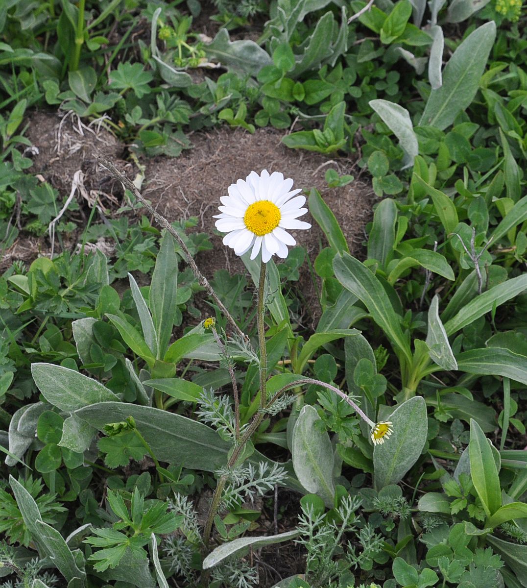 Image of Tripleurospermum caucasicum specimen.