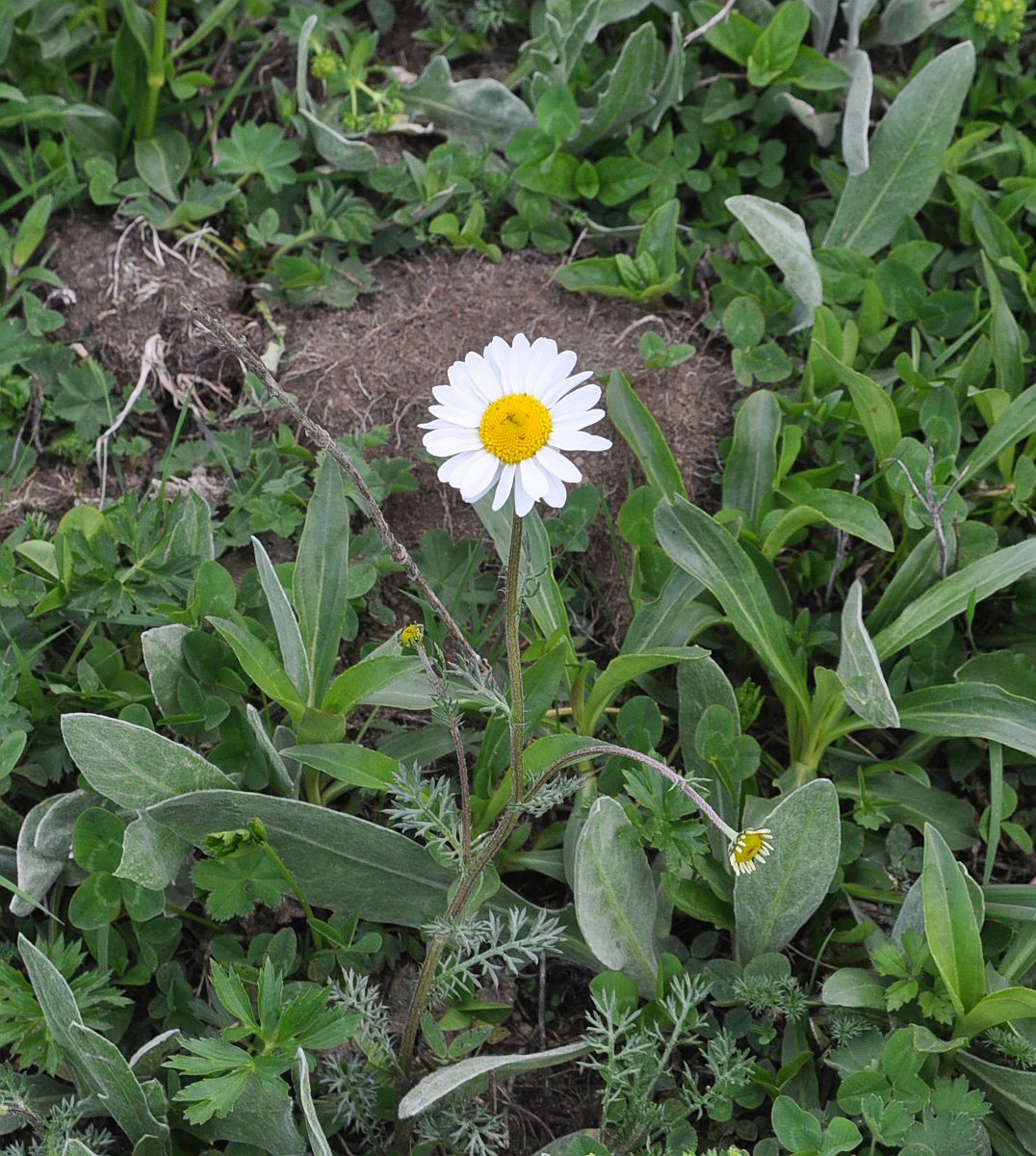 Изображение особи Tripleurospermum caucasicum.