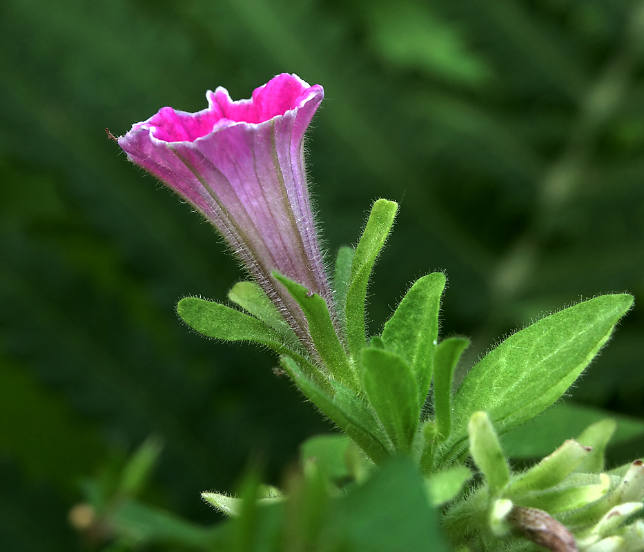 Image of Petunia × atkinsiana specimen.