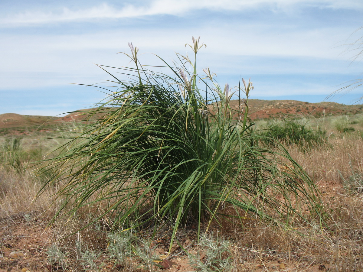 Image of Iris songarica specimen.