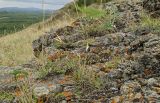 Dianthus acicularis. Плодоносящее растение в сообществе с Thymus. Башкортостан, Учалинский р-н, Ильчигуловский сельсовет, окр. дер. Мулдашево, хр. Нурали, скальник, ≈ 700 м н.у.м. 7 сентября 2018 г.