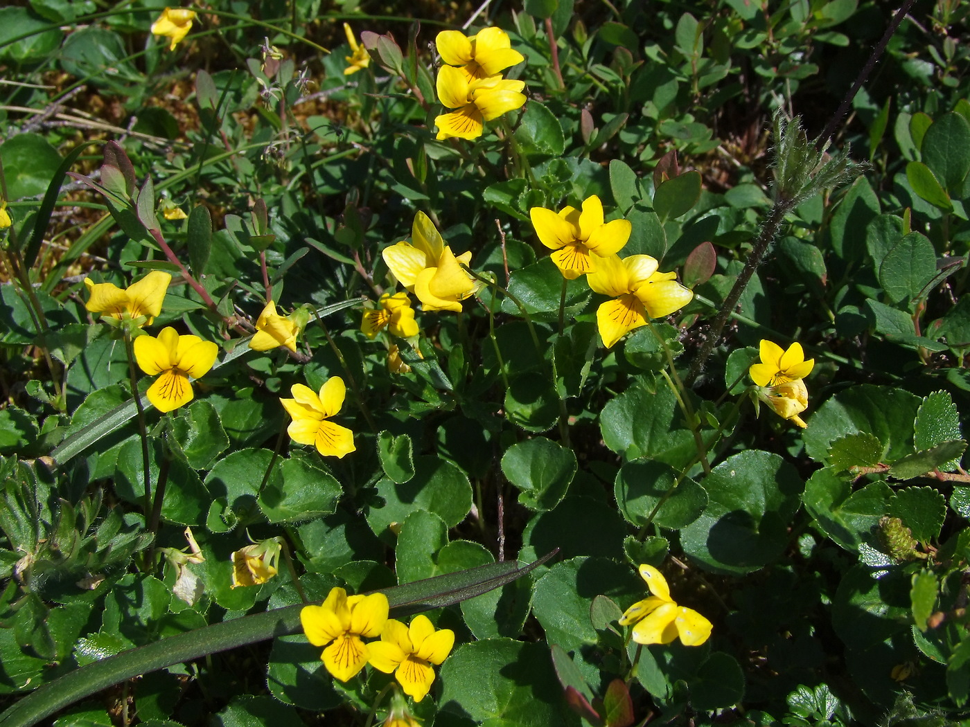 Image of Viola biflora specimen.