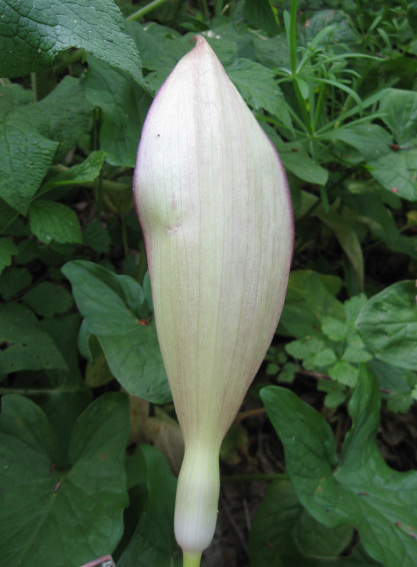 Image of Arum amoenum specimen.