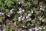 genus Thymus. Ветви цветущего растения. Грузия, край Самцхе-Джавахети, Ахалцихский муниципалитет, монастырь Сапара, возле скалы. 28.05.2018.