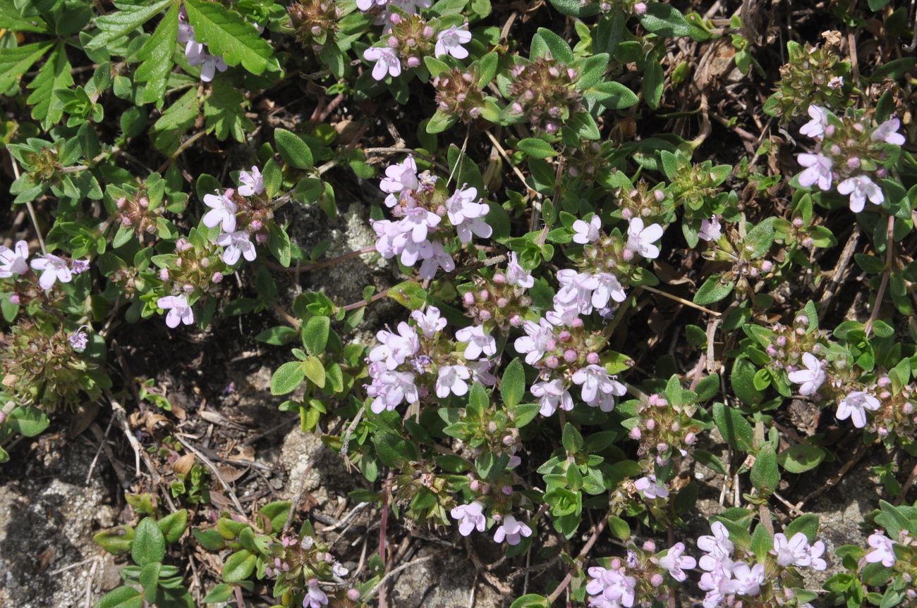 Изображение особи род Thymus.