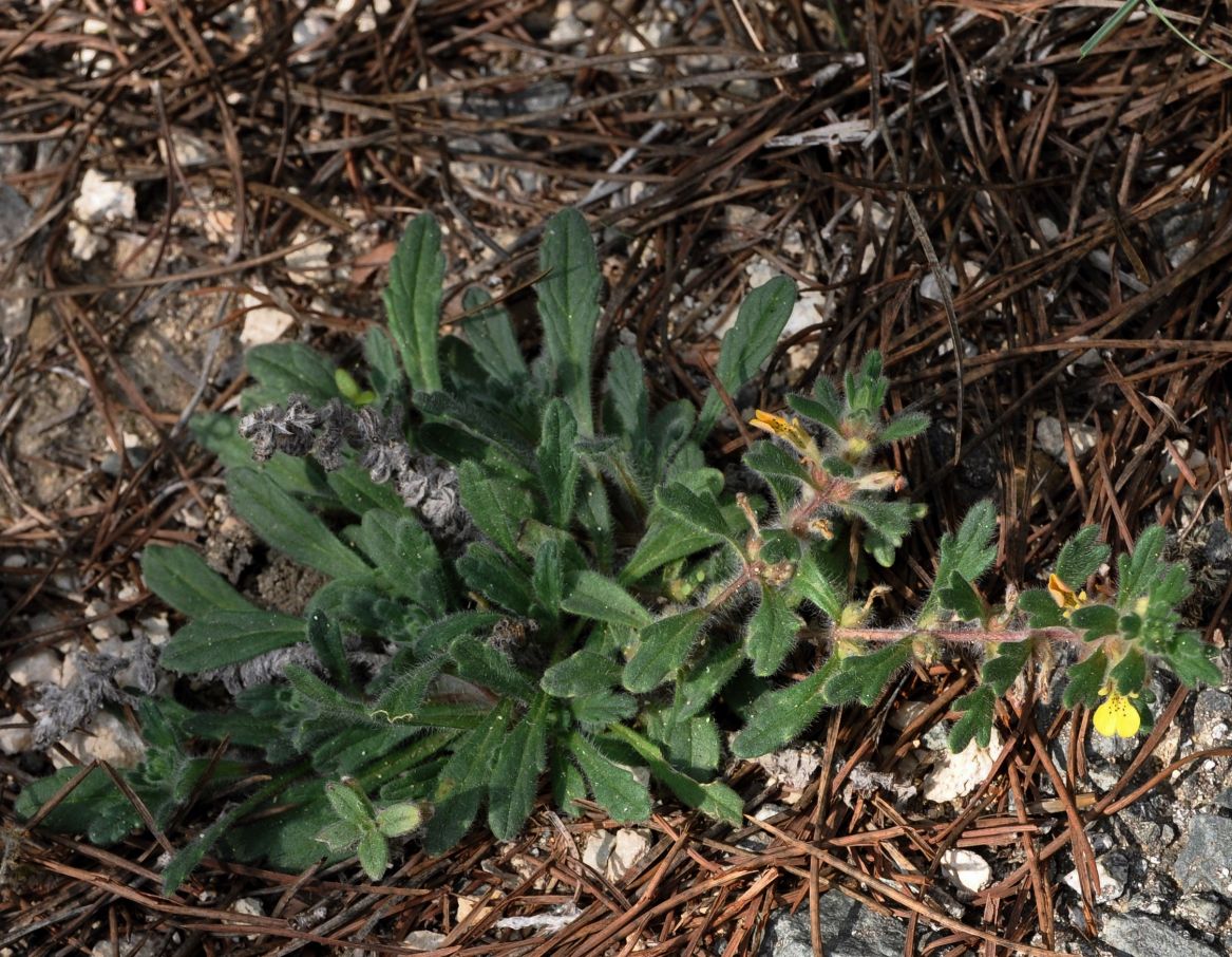 Image of Ajuga iva specimen.