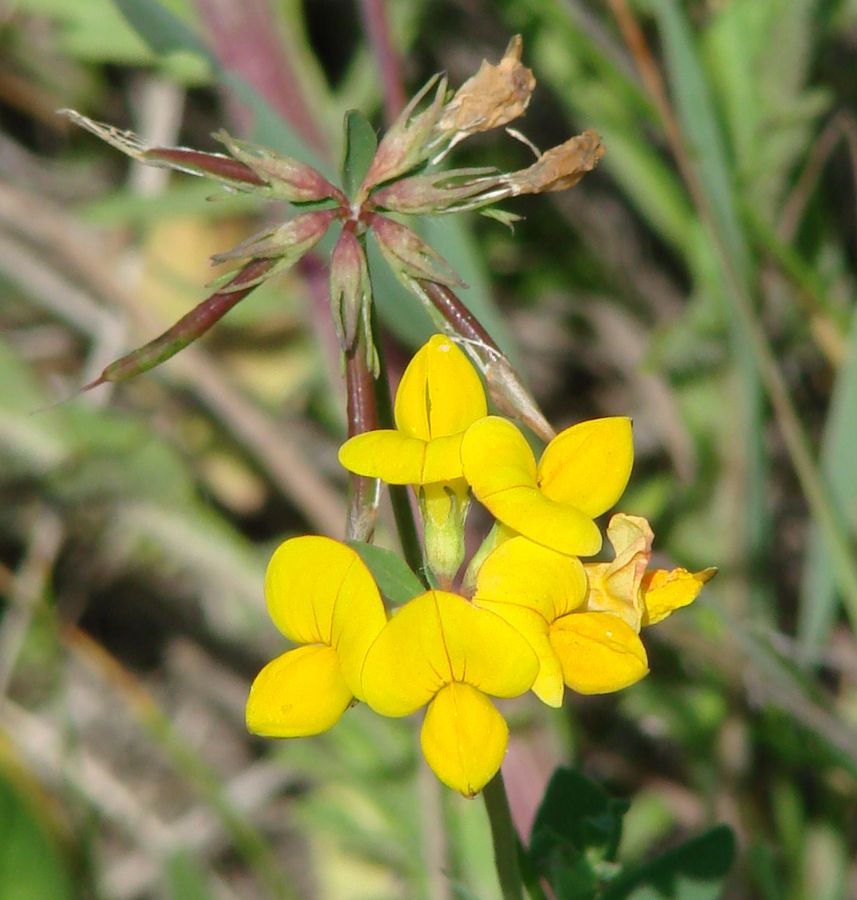 Image of Lotus corniculatus specimen.