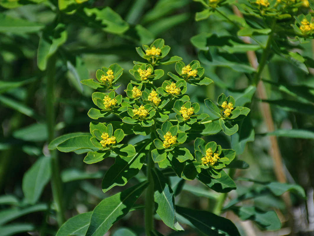 Изображение особи Euphorbia pilosa.