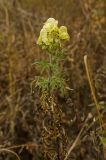 Aconitum nemorosum. Верхушка цветущего растения. Башкортостан, Кугарчинский р-н, окр. дер. Мурадымово, природный парк \"Мурадымовское ущелье\", долина р. Большой Ик, нижняя часть склона скального массива вдоль реки, лиственный лес. 2 сентября 2018 г.