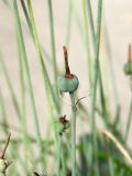 Acis autumnalis