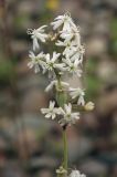 Silene amoena