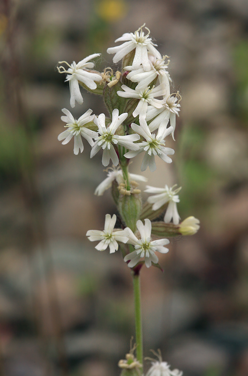 Image of Silene amoena specimen.