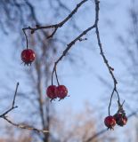 род Crataegus. Верхушка ветви с прошлогодними плодами. Пермь, Свердловский р-н, парк им. Горького, в озеленении. 29 января 2019 г.