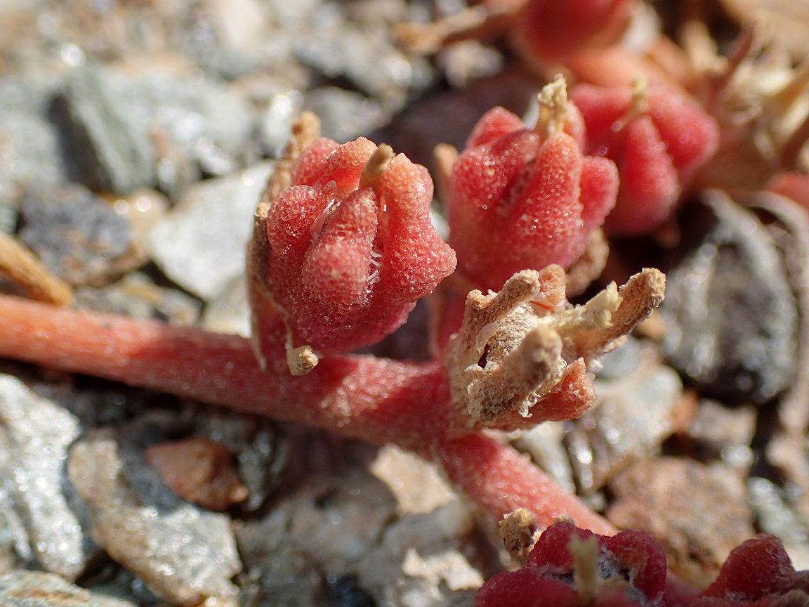 Image of Mesembryanthemum nodiflorum specimen.