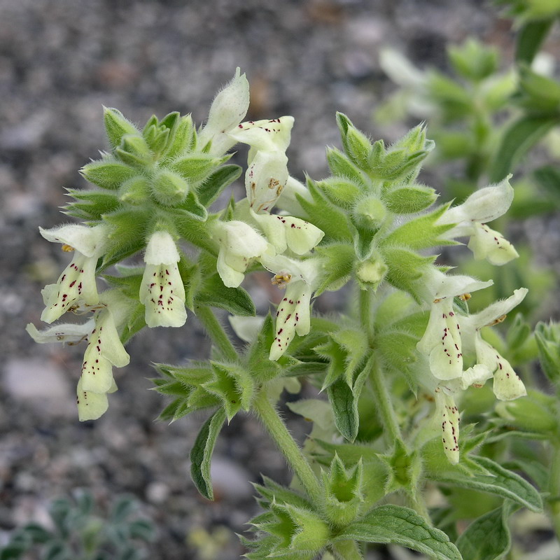 Image of Stachys maritima specimen.